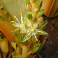 Chlorophytum orchidastrum Lindl.